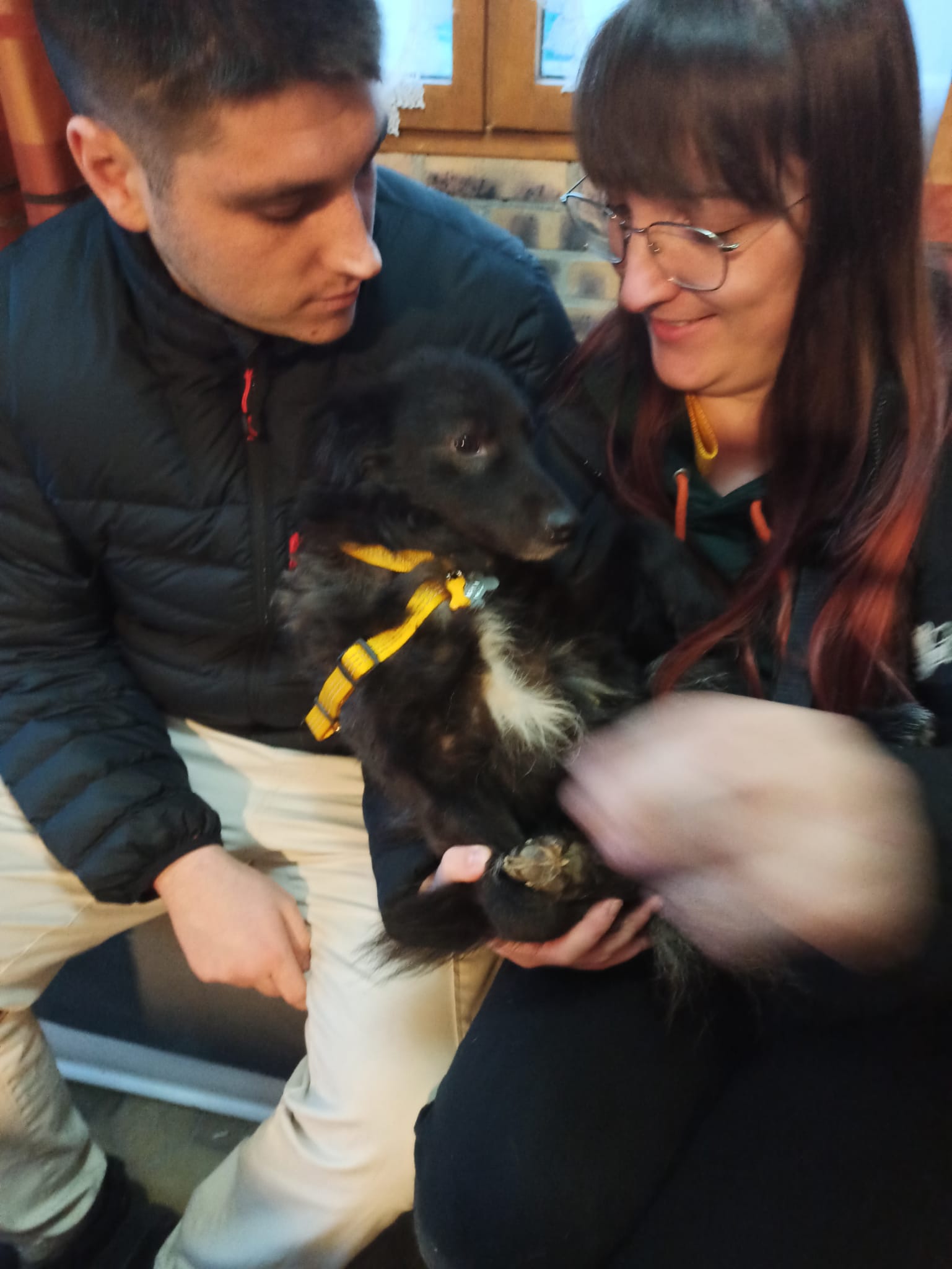 Chiens à adopter